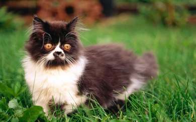 A Brown Cat in Garden