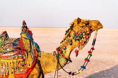 A Camel in India