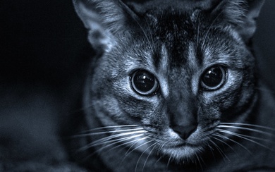 A Cat in Black and White Photography