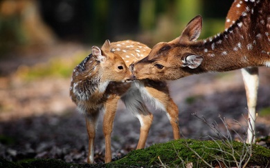 A Deer and Her Child