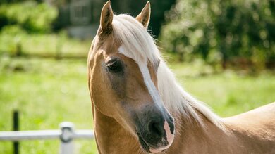 A Hairy Horse in Stable