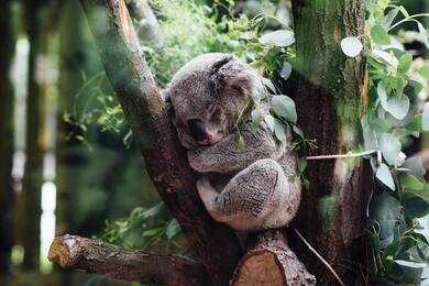 A Koala Bear Photo