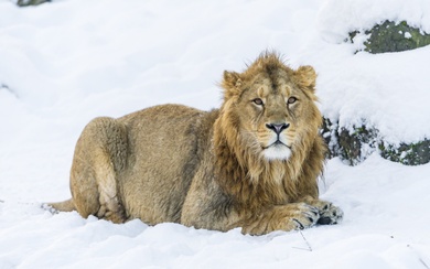 A Lion on Snow