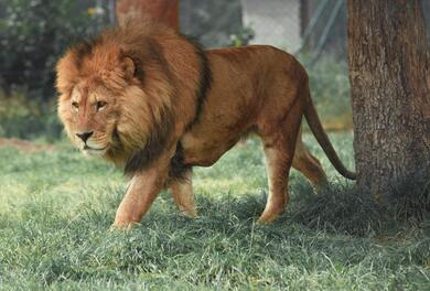 A Lion Walking in Forest