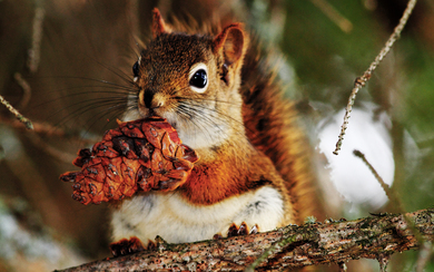 A Squirrel on The Tree