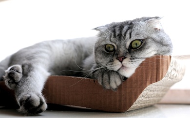 A White Cat in Wooden Step