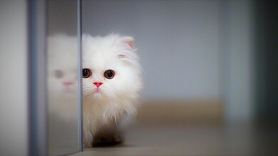 A White Cute Cat 4K