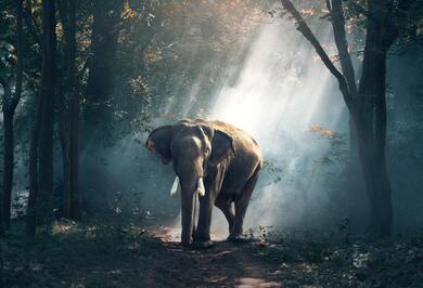 A Wild Elephant in Forest