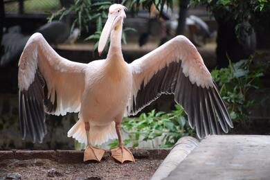 About to Fly White Pelican 4K Image