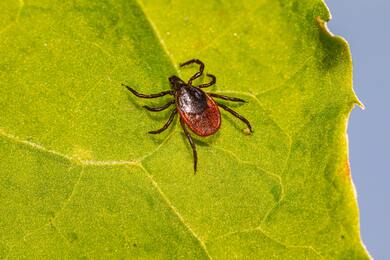 Acari Insect on Green Leaf