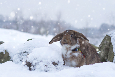 Adorable Rabbit in Snowy Weather