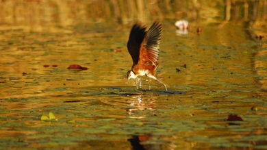 African Bird Fishing in Botswana River