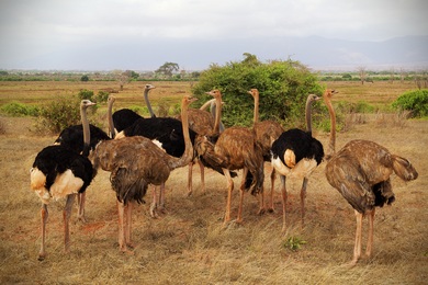 African Ostrich 4K Wallpaper
