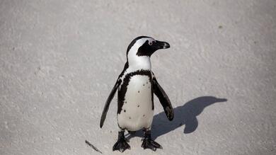 African Penguin Bird Baby