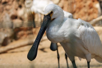 African Spoonbill with Black Beak Image