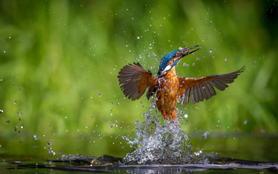 Amazing Photo Shot of Kingfisher in Water