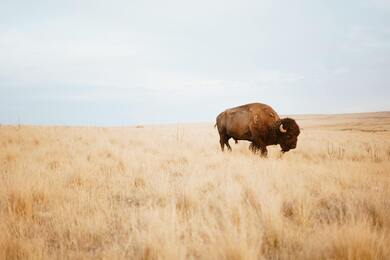 American Bison Wallpaper