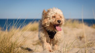 American Cocker Spaniel Dog Photo