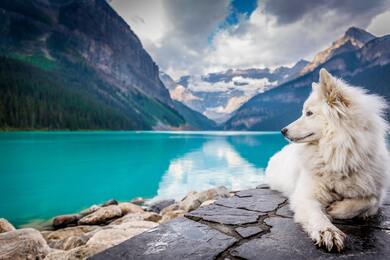 American Eskimo White Dog