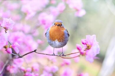 American Robin Red Breast on Flower