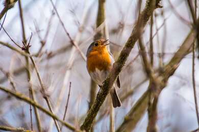 American Robin Sitting On Tree Branch 4K