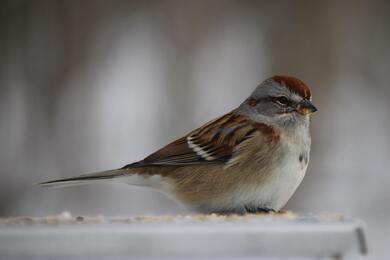 American Tree Sparrow Bird Photo