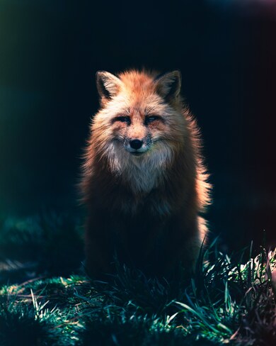 Angry Fox at Night in Forest