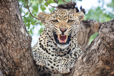 Angry Leopard on Tree Wallpaper