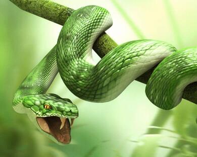 Angry Snake on Tree