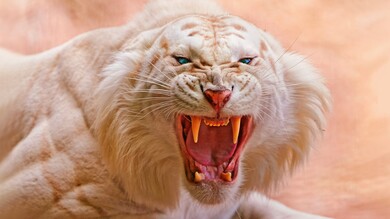 Angry White Tiger 4K