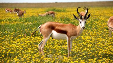 Animal Antelopes Bloom Blossom