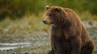 Animal Bear Image Download