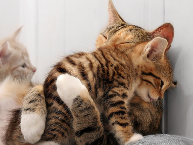 Animal Cat Love Wallpaper