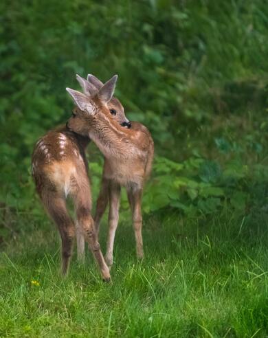 Animal Deer Babies in Jungle