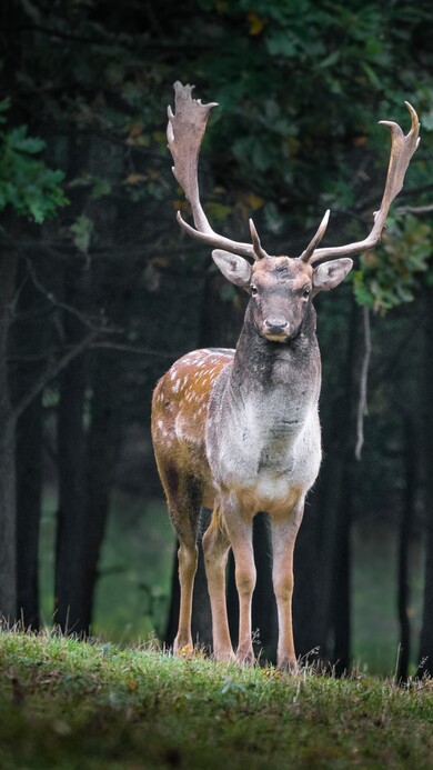 Animal Deer in Forest