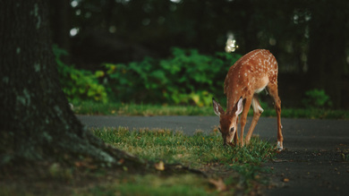 Animal Deer Wallpaper 4K Ultra HD