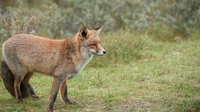Animal Fox on Grass
