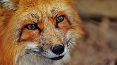 Animal Fox Ultra HD 4K Portrait Images