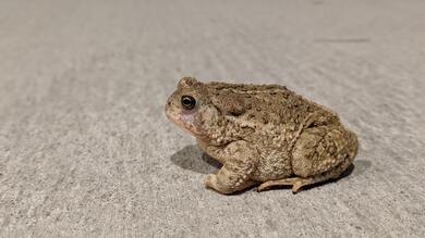 Animal Frog High Quality Image