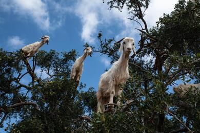 Animal Goat on Tree