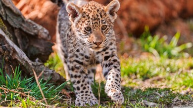 Animal Jaguar Cub Walking Photo