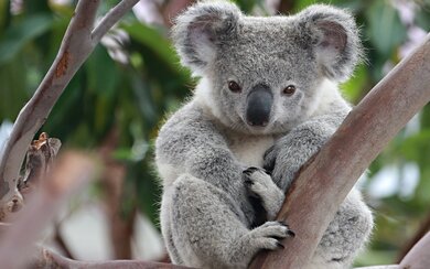 Animal Koala On Tree