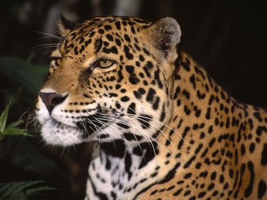 Animal Leopard Pic