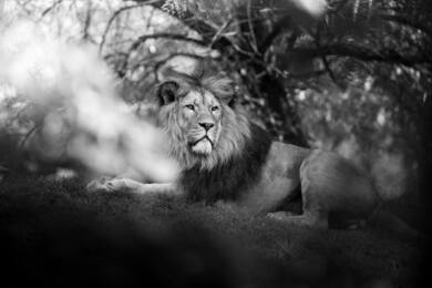 Animal Lion Black and White Photography