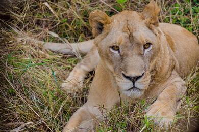 Animal Lion CloseUp Pic