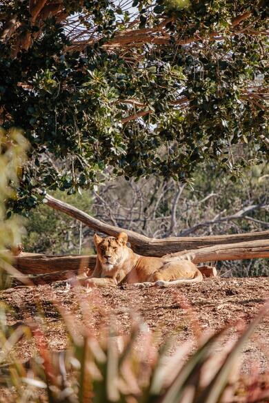 Animal Lion Seating Mobile Photo