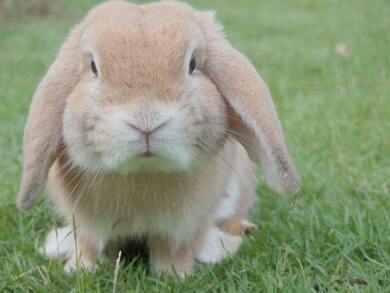 Animal Rabbit in Garden