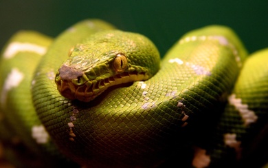 Animal Snake HD Images