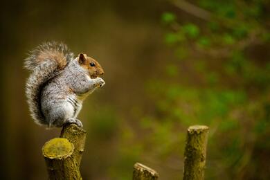 Animal Squirrel on Wood Photography