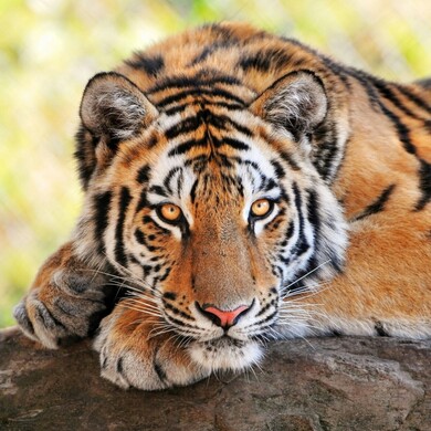 Animal Tiger Image